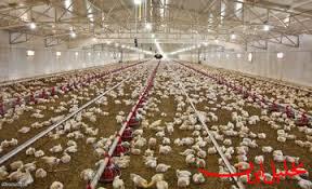  تحلیل ایران -مافیای واردات مرغ در کمین نشسته‌ است