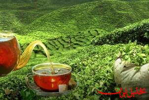  تحلیل ایران -واردات چای به دستور رئیس‌ جمهور محدود شد