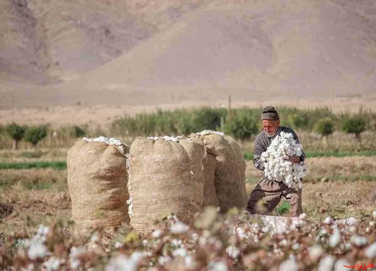  تحلیل ایران -طلای سفید در دستان کشاورزان