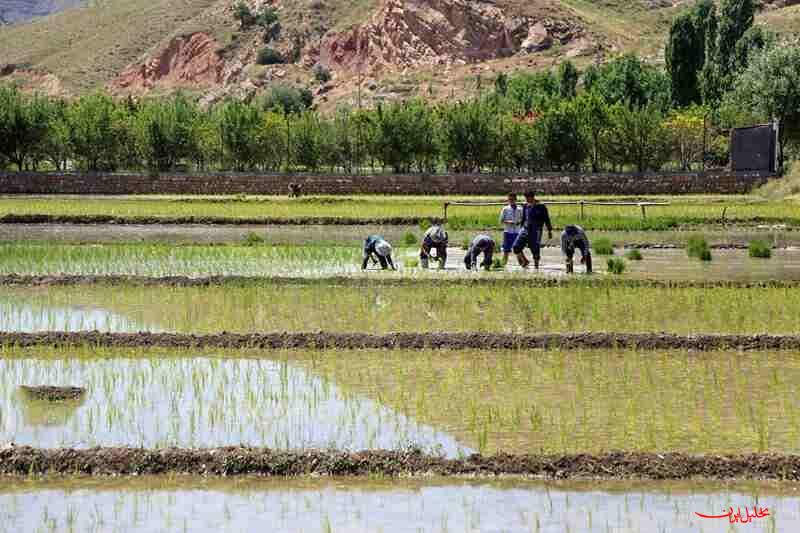  تحلیل ایران -چالش‌های کشاورزان با بیمه محصولات کشاورزی