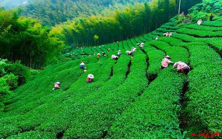  تحلیل ایران -حذف ارز ترجیحی چای به نفع چایکاران‌