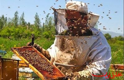  تحلیل ایران -بیش از ۱۱ میلیون کندوی زنبور عسل در کشور وجود دارد