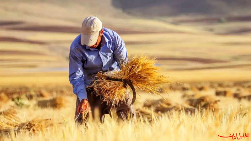  تحلیل ایران -عارف:از گندمکاران عذرخواهی می‌کنم/۸۵% طلب درحال پرداخت است