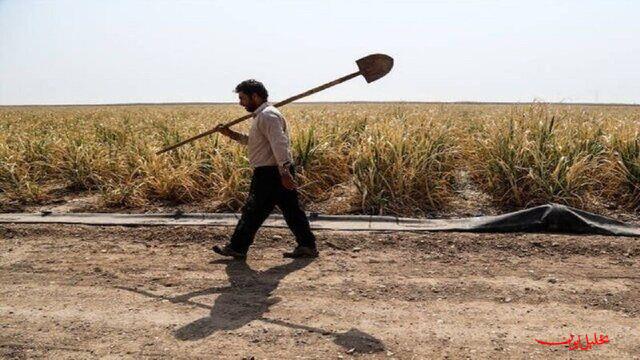  تحلیل ایران -آغاز سرشماری عمومی کشاورزی ۱۴۰۳ با دستور رئیس جمهور