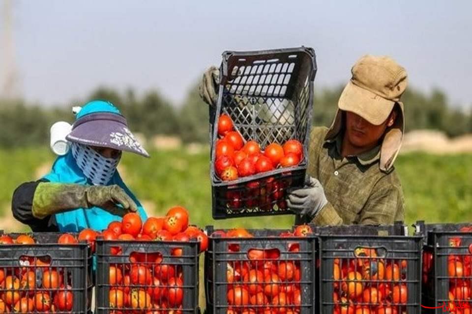  تحلیل ایران -اختصاص ۱۲ همت برای بیمه محصولات کشاورزی در سال آینده