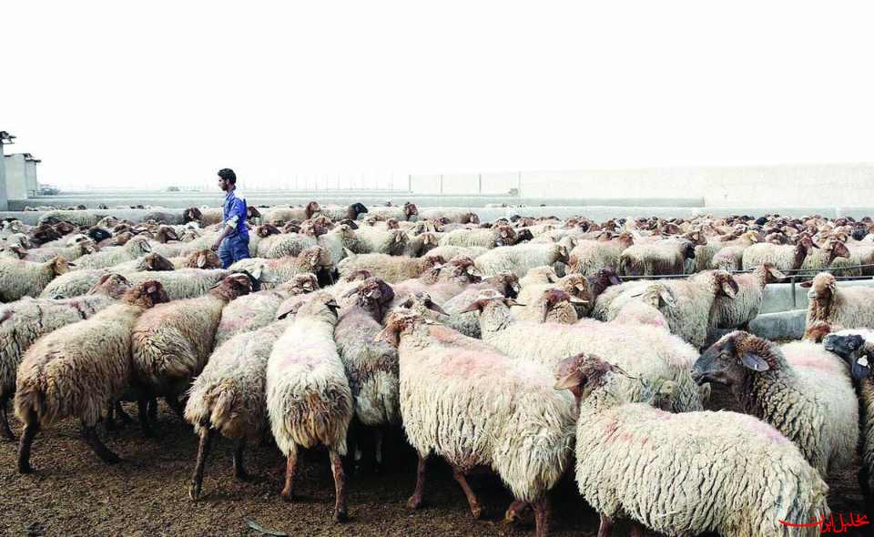  تحلیل ایران -سارقان ۲۳ راس دام در خمینی‌شهر دستگیر شدند