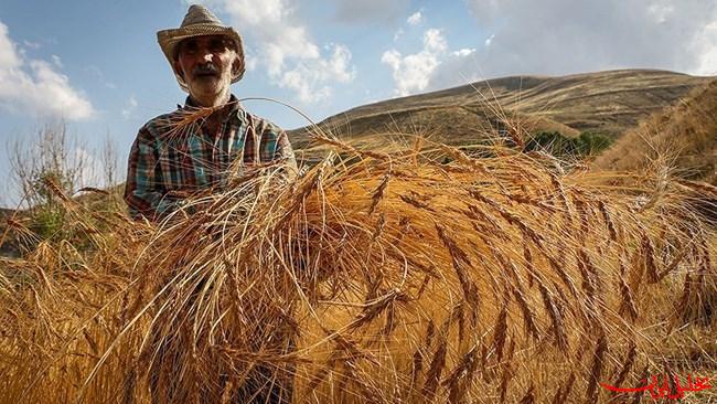  تحلیل ایران -امسال ۸۰۰ هزار تن گندم در آذربایجان شرقی تولید شده است