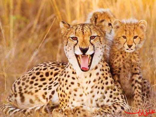  تحلیل ایران -مدیر ملی پروژه حفاظت از یوزپلنگ آسیایی منصوب شد