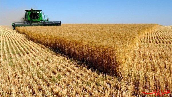  تحلیل ایران -زنگ خطر ذبح خودکفایی با کاهش تولید گندم