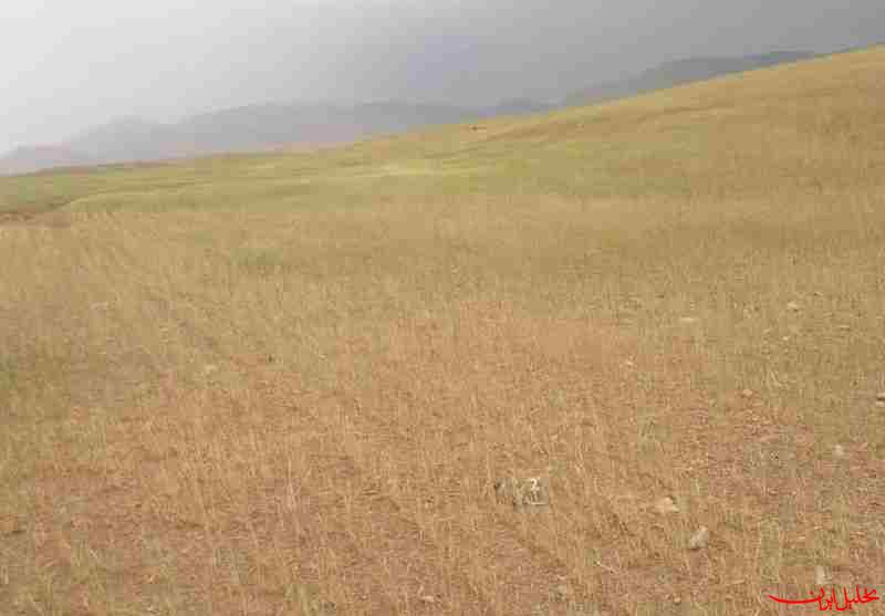  تحلیل ایران -خوشه‌های طلایی در معرض نابودی