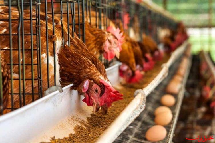  تحلیل ایران -مرغ‌های تخم‌گذار به بحران خوردند
