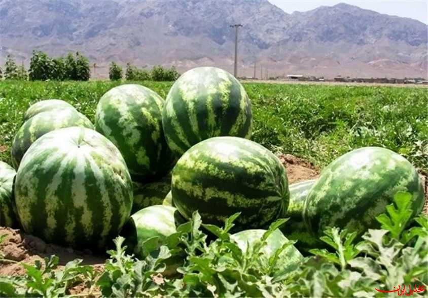  تحلیل ایران -نوری: هیچ مشکلی برای صادرات هندوانه به روسیه نداریم