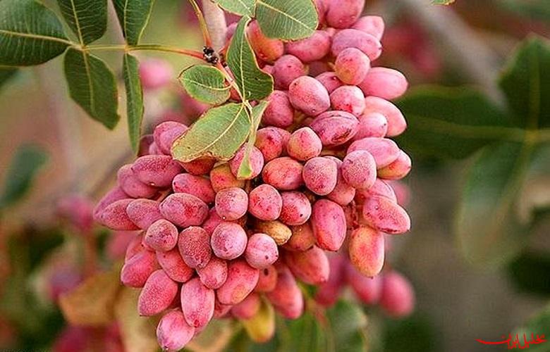  تحلیل ایران -اصلاح و بازسازی باغات پسته به تسهیلات نیاز دارد