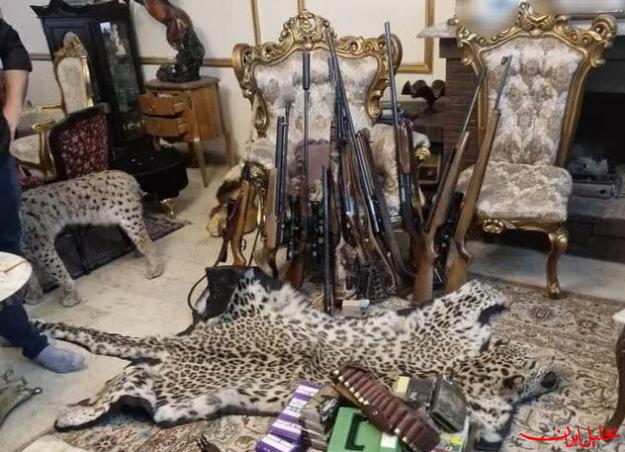  تحلیل ایران -کشف محموله عظیم حیوانات تاکسیدرمی و سلاح‌های شکاری در تهران