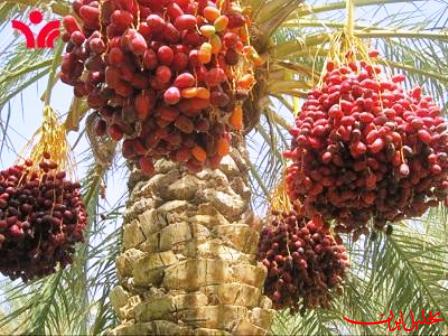  تحلیل ایران -آغاز برداشت خارک و رطب از نخلستان‌های شادگان