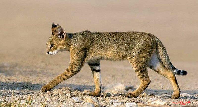  تحلیل ایران -بازگشت گربه‌ وحشی به طبیعت در بندرلنگه