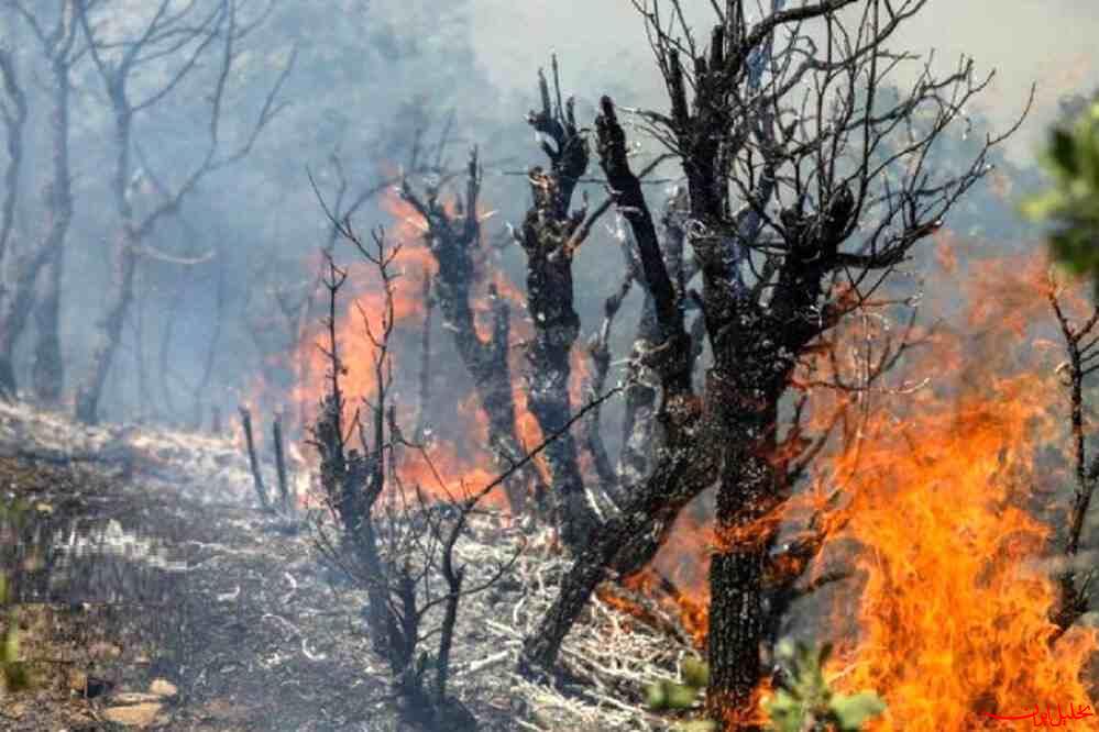  تحلیل ایران -گزارش مجلس درباره علل آتش سوزی جنگل هیرکانی منطقه الیت