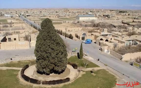  تحلیل ایران -درختان دیرزیست ایران در رویای جهانی شدن