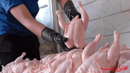  تحلیل ایران -قیمت مرغ به صورت عمده و خرده‌فروشی‌