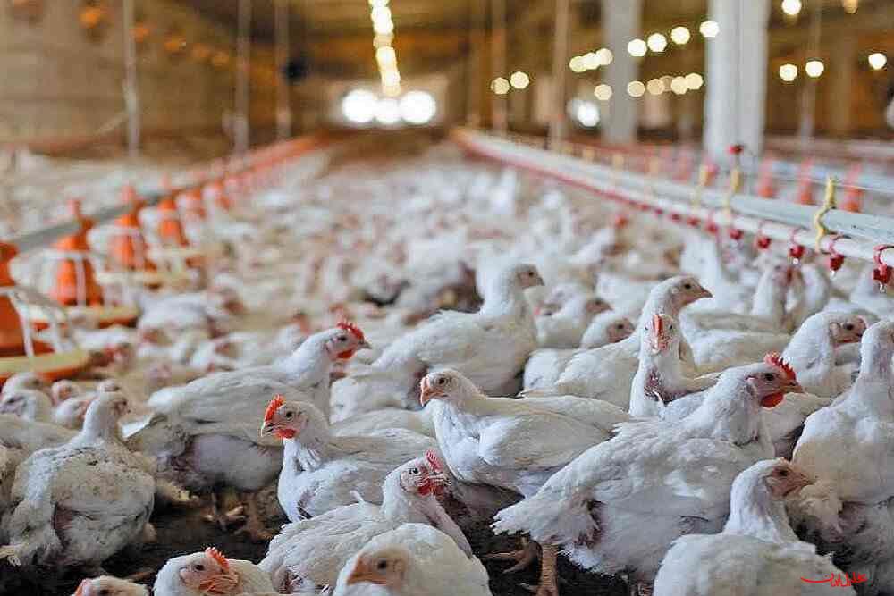  تحلیل ایران -تیر رانت‌خواران برای ایجاد اختلال در بازار مرغ به سنگ خورد!