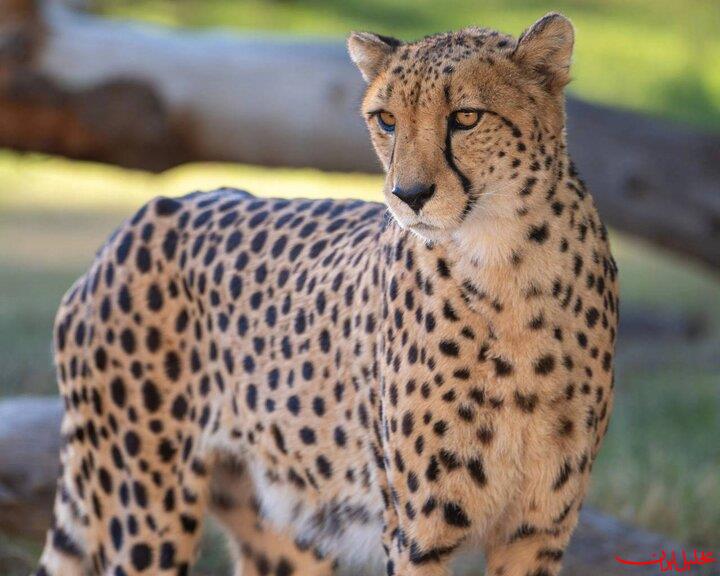 مشاهده یک قلاده یوزپلنگ در توران شاهرود