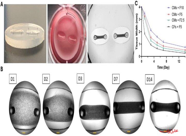 محقق ایرانی موفق به ابداع «بافت سه‌بعدی قلب» شد