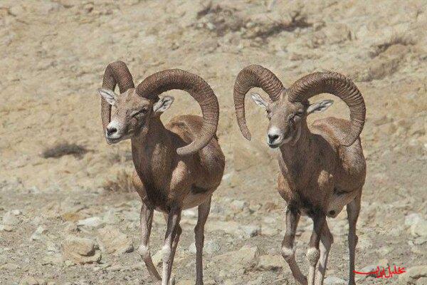  تحلیل ایران -نخستین زادآوری گوسفند وحشی در مجموعه حفاظتی توران شاهرود ثبت شد