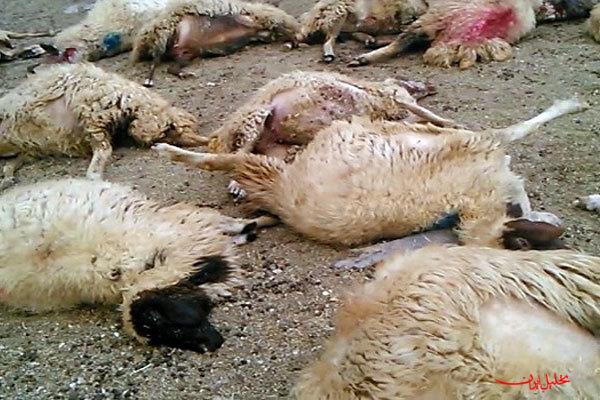  تحلیل ایران -تلف شدن ۲۵۰ رأس گوسفند در پی برخورد صاعقه در مراتع روستای سهرین