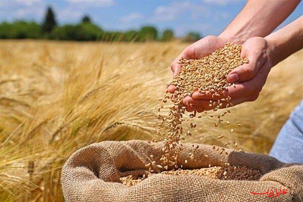  تحلیل ایران -واریز ۴۰ درصد مطالبات گندمکاران خوزستان آغاز شد