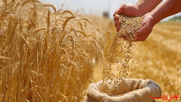 تحلیل ایران -خرید تضمینی گندم به ۲ میلیون و ۳۰۰ هزار تن رسید