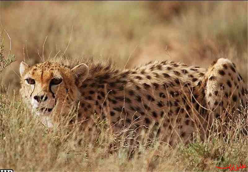 نبرد نفس‌گیر برای نجات آخرین یوزهای ایران 