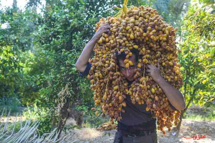  تحلیل ایران -آغاز برداشت خرما از نخیلات قصرشیرین و جای خالی صنایع تبدیلی