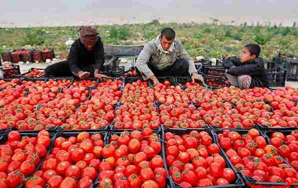  تحلیل ایران -صادرات گوجه‌ تا پایان سال ممنوع شد 