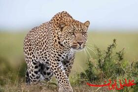 مشاهده «تلما» به همراه دو توله یوز