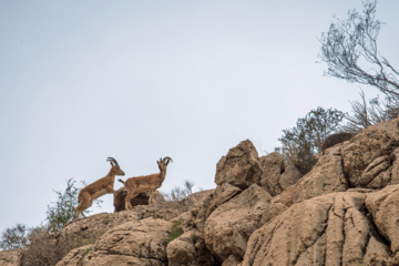  تحلیل ایران -سلاطین صخره‌ها